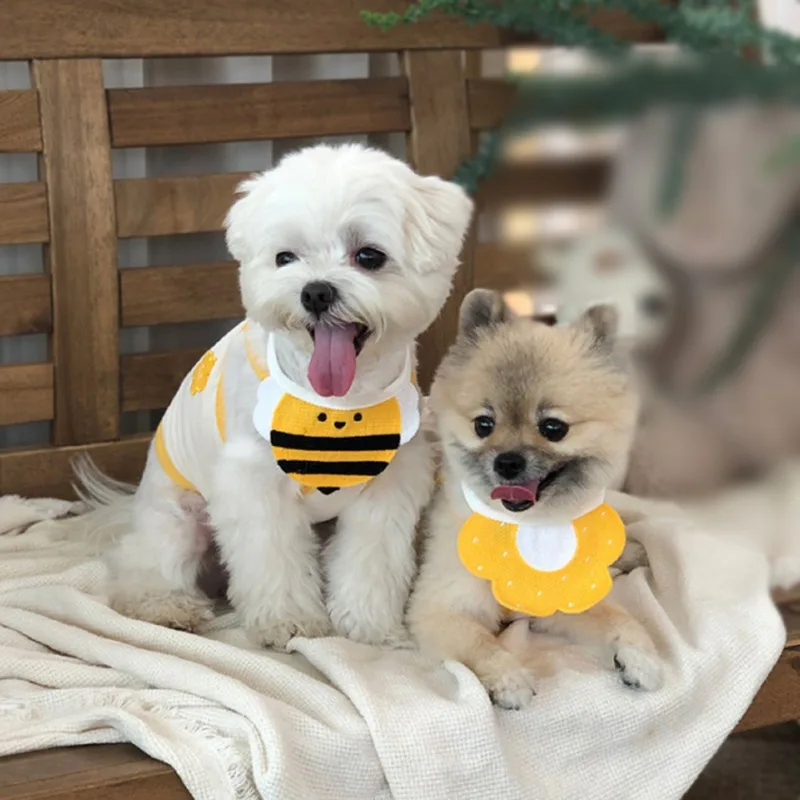 Dos perros pequeños sentados en un banco de madera. El perro de la izquierda es un Bichon Frisé blanco, y el de la derecha parece ser una raza pequeña con pelaje color canela, posiblemente un Pomerania o una raza similar.