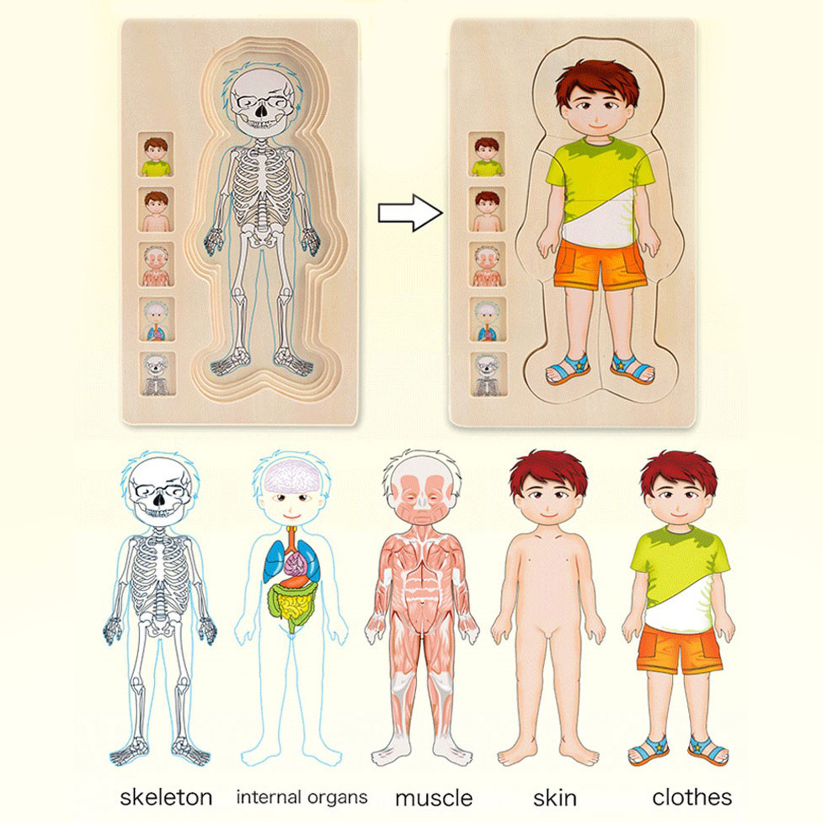 Quebra-cabeças de Corpo Humano de Madeira Partes do Corpo Músculos do Gênero Corpo da Memória Educacional para Crianças Presente de Natal e Aniversário Brinquedo 6 do corpo, músculos do gênero, corpo da