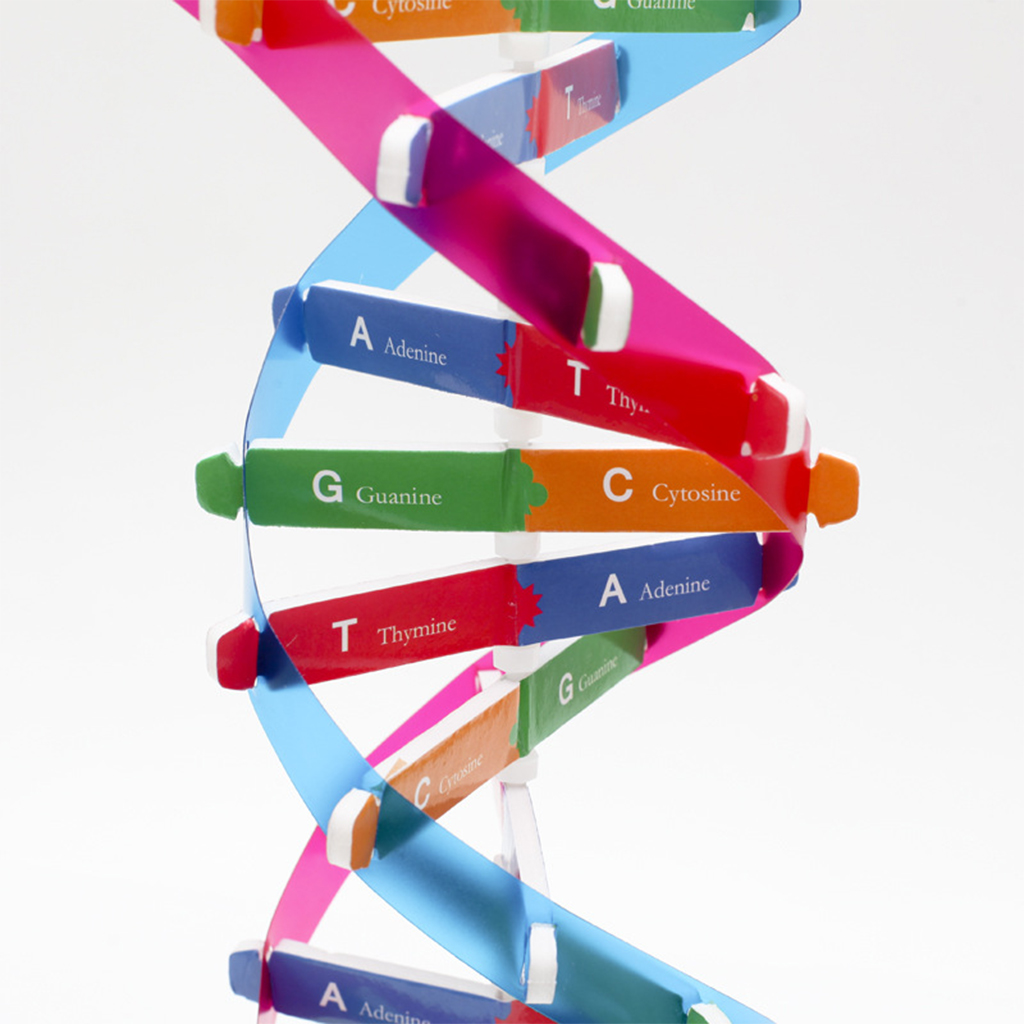 DNA Models Double Helix Model Components Science Educational Teaching Instrument Toys