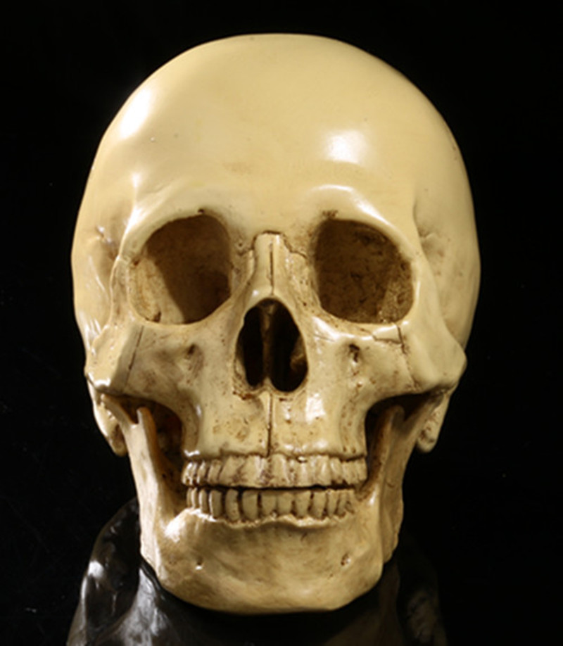 Human Skull - Realistic Resin Human Skull Model  - Great for Anatomical Tracing, Teaching, Halloween Party, Desk Decoration