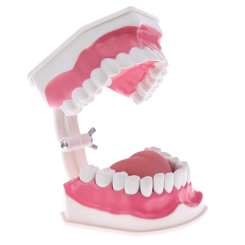 2X Large PVC Human Teeth Model with Removable Lower Teeth Teeth for Classroom Lab School Teaching Tools Student Learning Toy