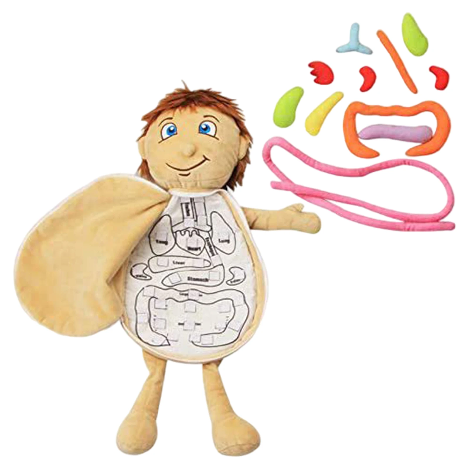 Human Body Anatomy Toy Medical Education Display Kids Anatomy Toys Plush Toys for School