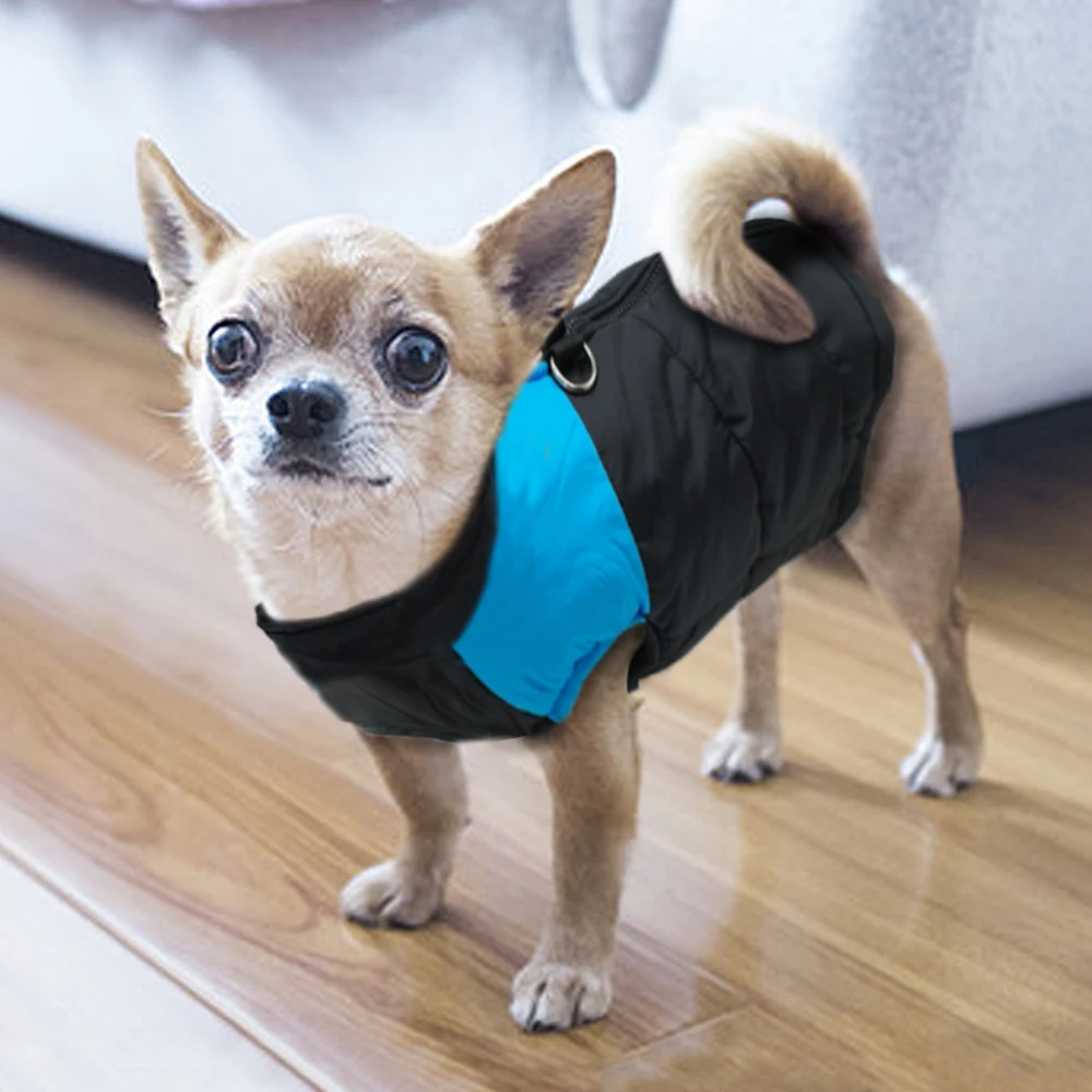 Un perro pequeño que lleva una chaqueta negra y azul. El perro parece un chihuahua y se caracteriza por sus ojos grandes y expresivos y sus orejas erguidas. La chaqueta parece estar diseñada para mantener al perro abrigado, posiblemente en climas fríos o durante un paseo en un ambiente más fresco.