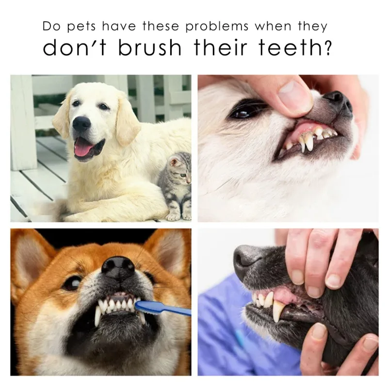 La imagen es un collage de cuatro fotografías con una pregunta en la parte superior que dice: ¿Las mascotas tienen estos problemas cuando no se cepillan los dientes? Las fotografías muestran diferentes mascotas con diversos problemas dentales:

1. La foto superior izquierda muestra un perro blanco con una boca de aspecto saludable.