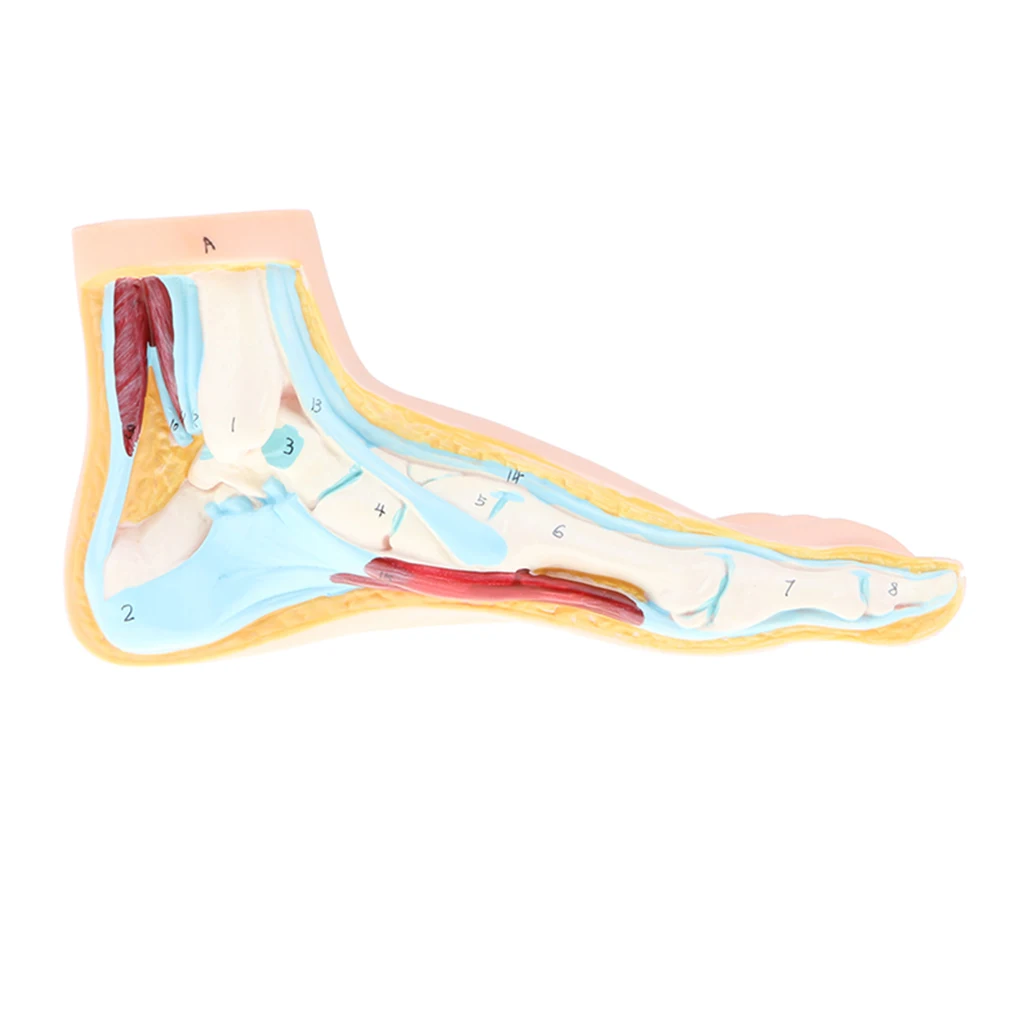 1:1 Lifesize Human Normal/ Flat Foot Model Anatomique Pied with Ligaments Bones Muscles Medical Anatomical Study Kit