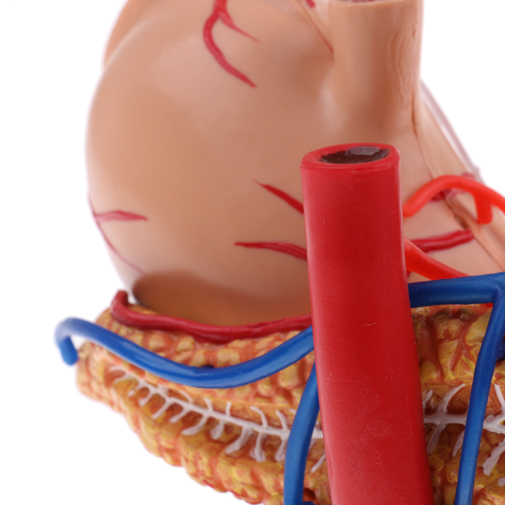 70X Enlarged Human Stomach Model Anatomical Human Stomach & Pancreas Model Anatomy Model School Teaching Supplies