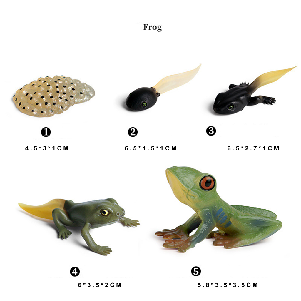 Kids Insect Cycle Figures Frog Growth Model Child Learning Toys Role Play Themed Party