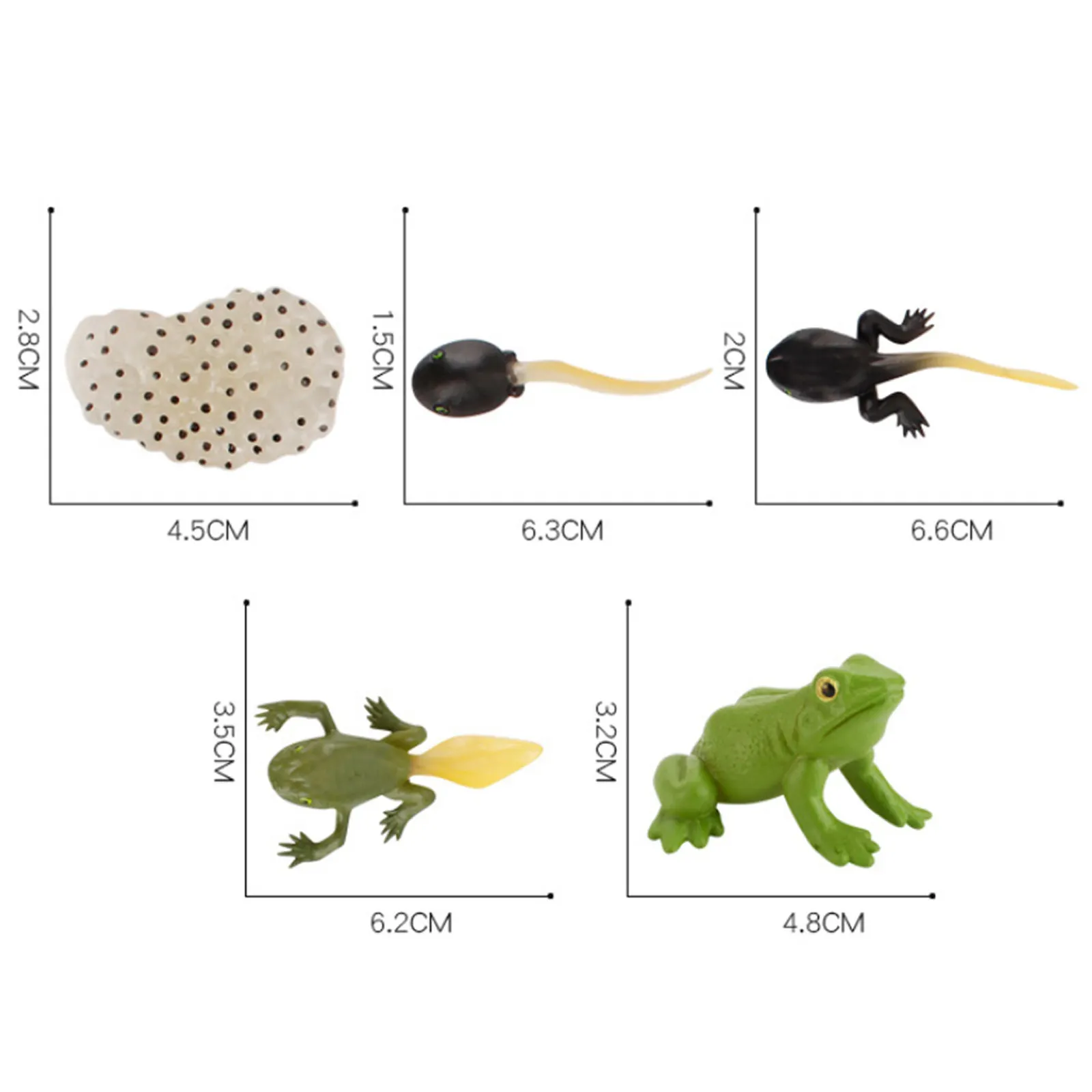 Frog grenouille croissance Life Cycle Figure insectes simulation enfants Education Model Toy 