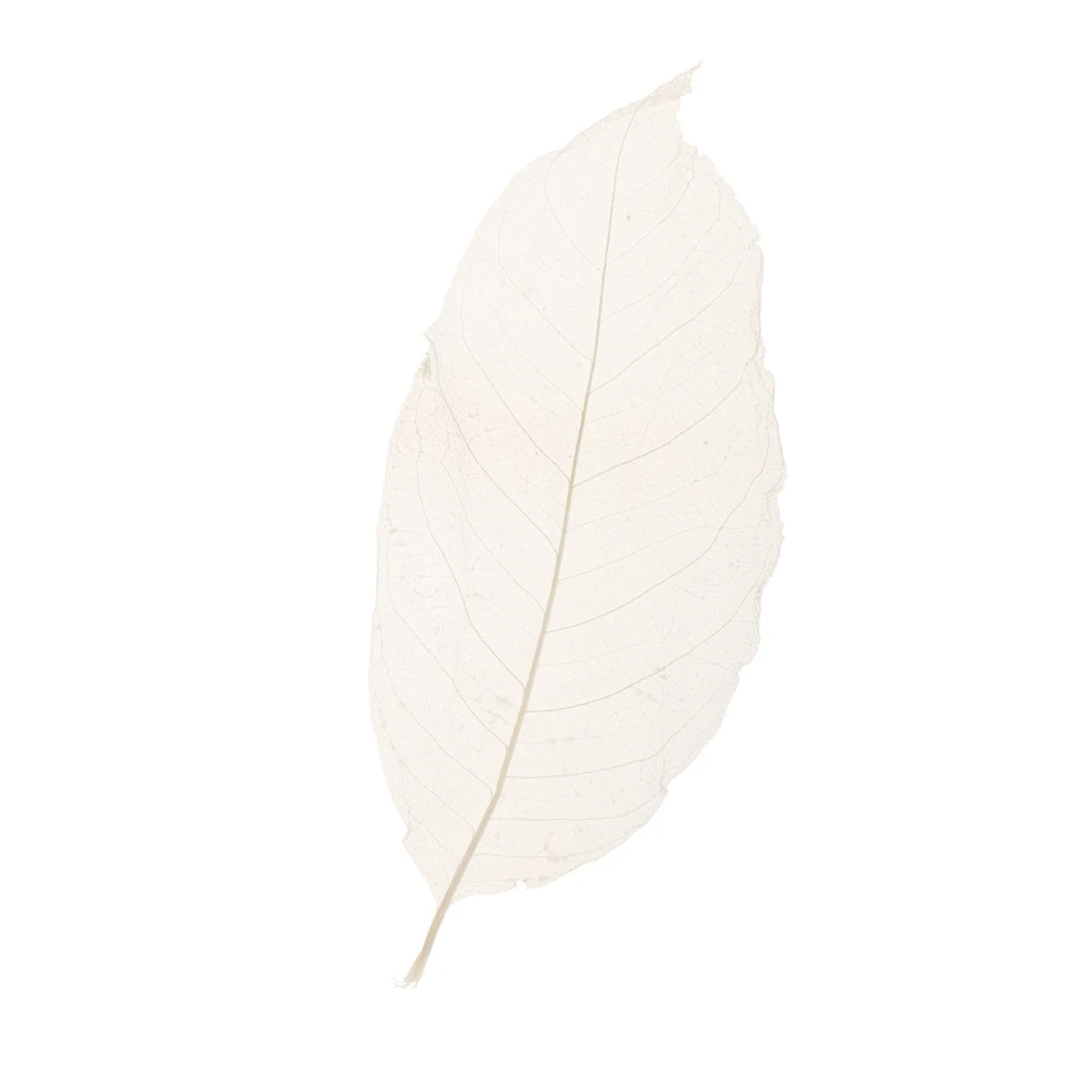 50 Natural Magnolia Skeleton Leaf Card Making Scrapbook Embellishments White