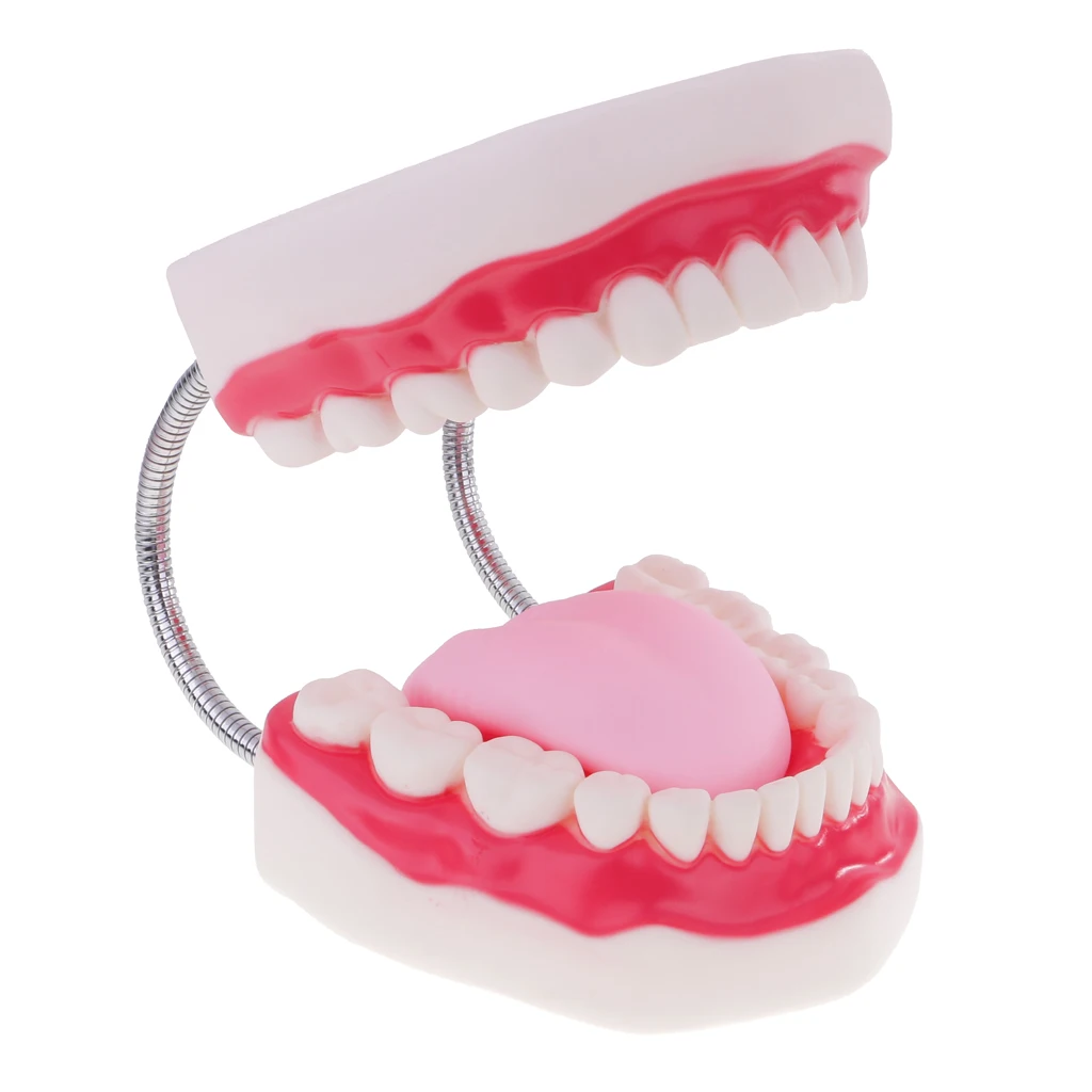Magnify 6X Human Mouth Teeth Tongue Model Kit W/Toothbrush for Anatomy Study