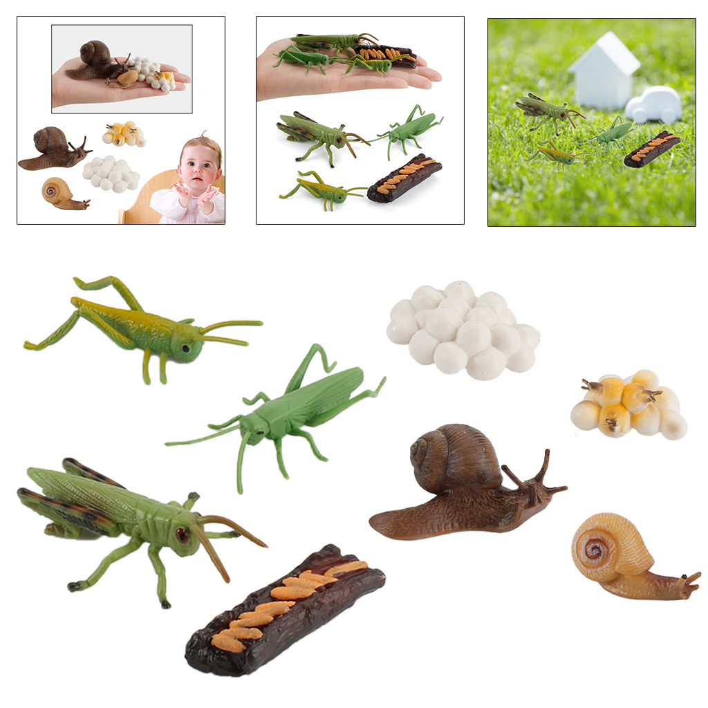 Simulation Grasshopper / Snail Growth Kids Pre-school Biology Toys Role Play