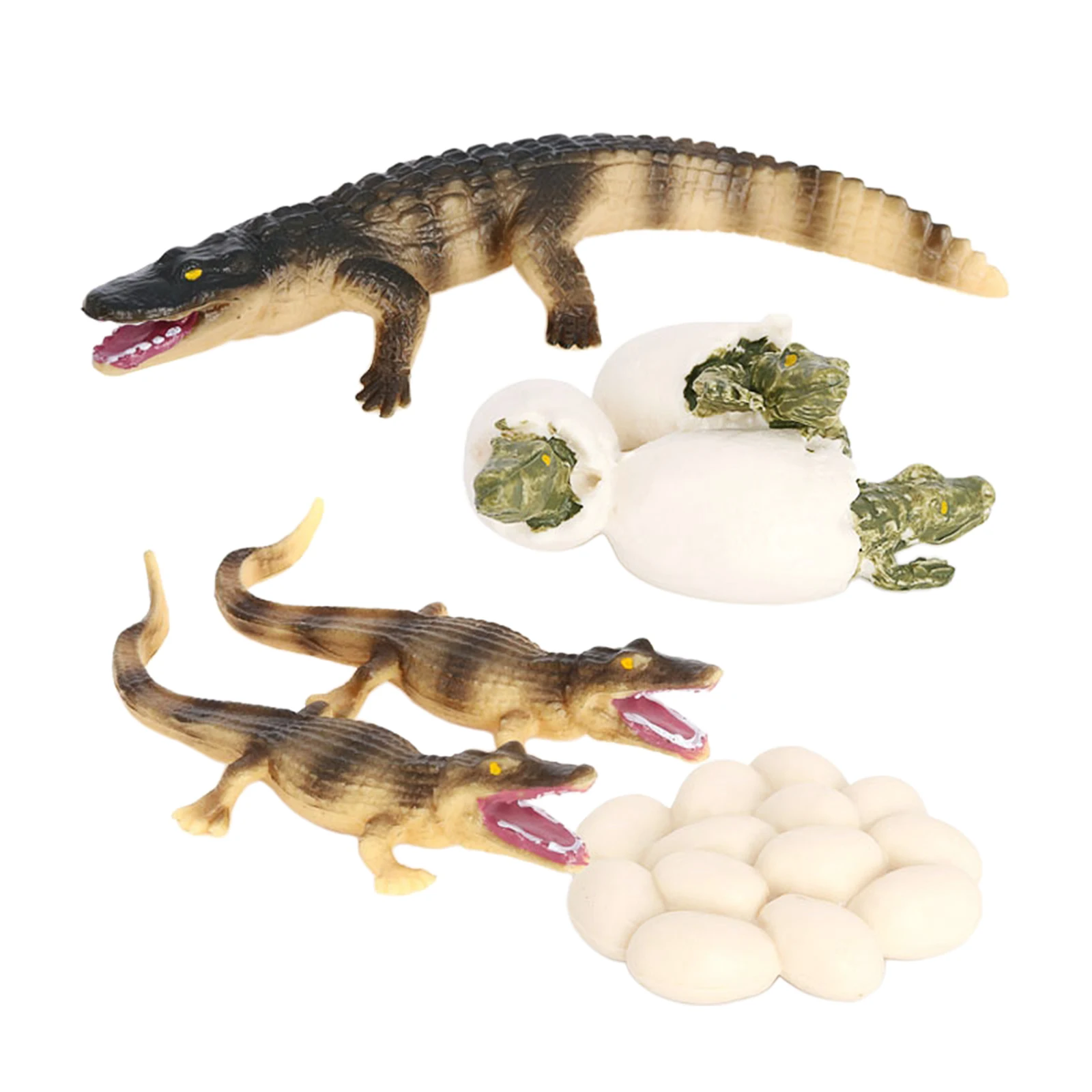 Life Cycle of a CrocodileNature Insects Life Cycles Growth Model Game PropSimulation Insect Animal Natural Education Toy