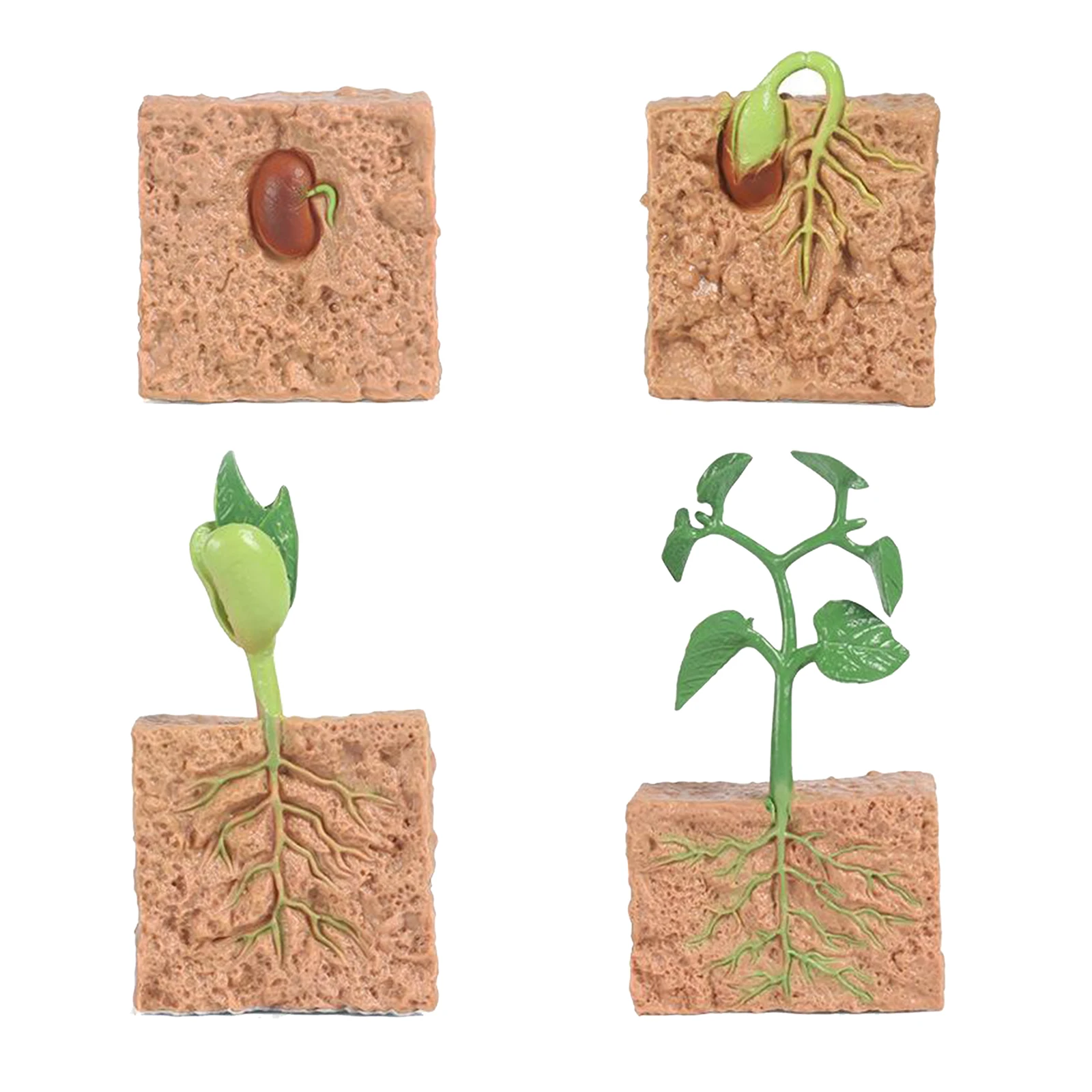 Kids Plant Soybeans Seeds Growth Life Cycle Model Biology Toys Child Education 
