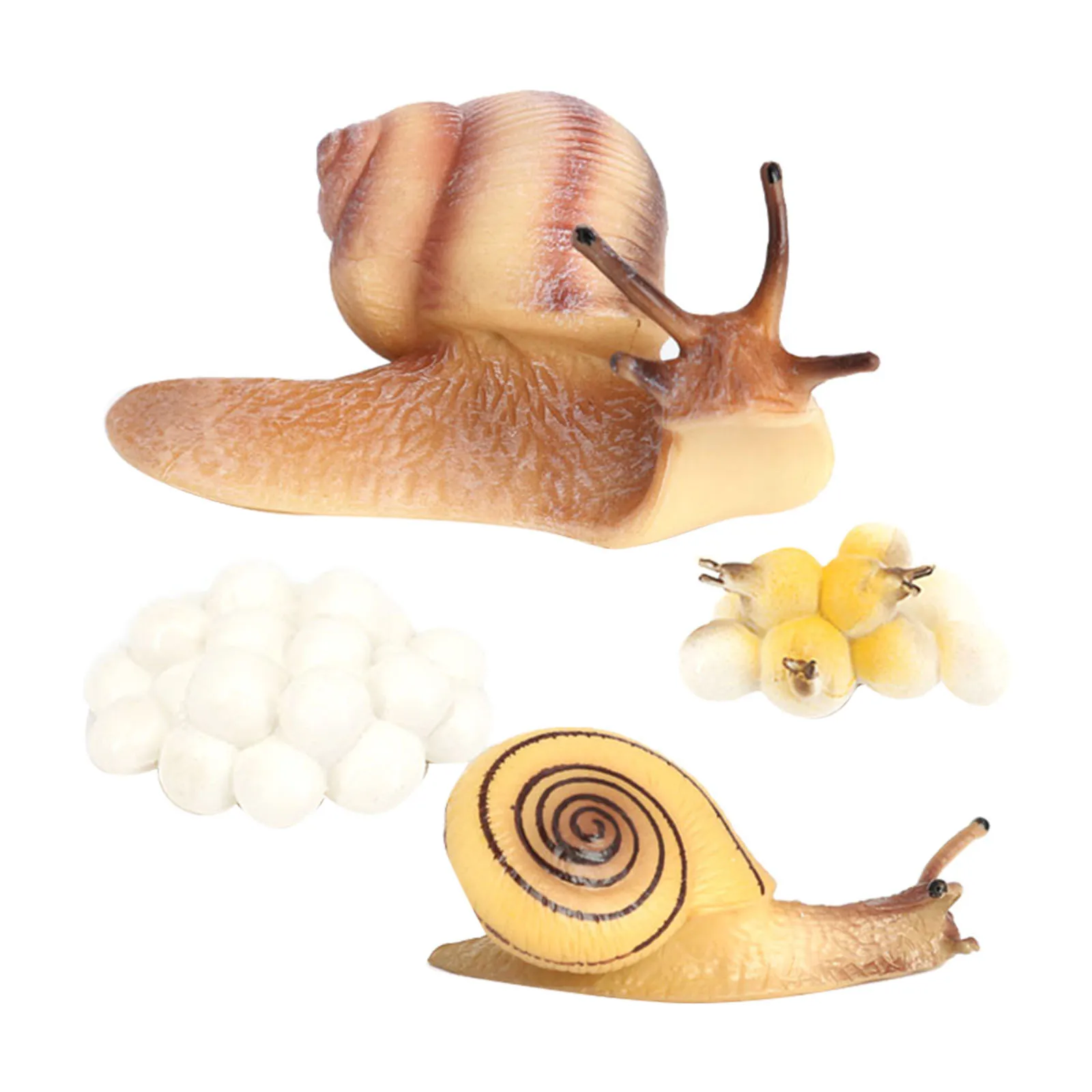 Four Stage Snail Growth Cycle Model Toys Life Cycle Display Toys, from Egg to Adult