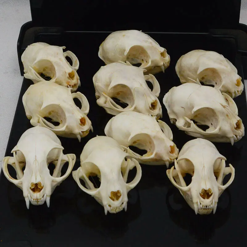 Opossum Animal Skull Replica Taxidermy Study Unusual Gift Ornament Gothic Mammal 