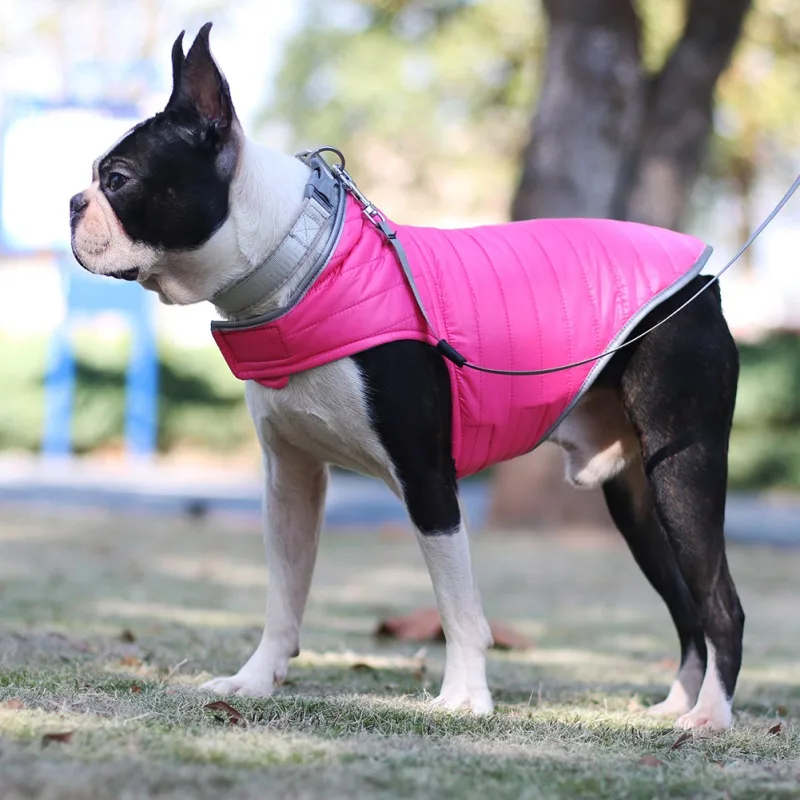 Un Boston Terrier con una chaqueta de perro rosa. El perro está parado sobre la hierba y parece ser un día soleado. La chaqueta está diseñada para mantener al perro abrigado y tiene un collar y una correa sujetos.