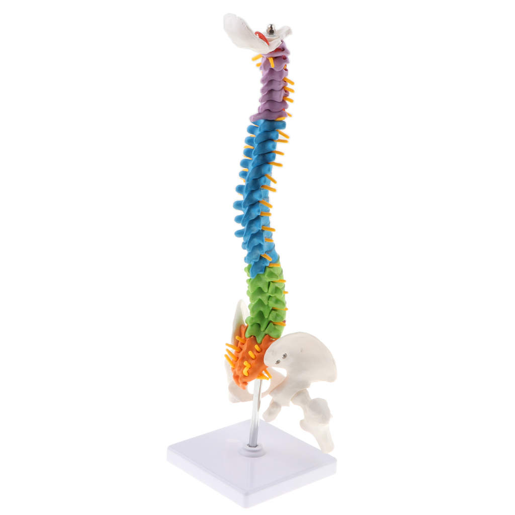 Life Size Vertebral Column Anatomical Model Femurs Pelvis Science Education
