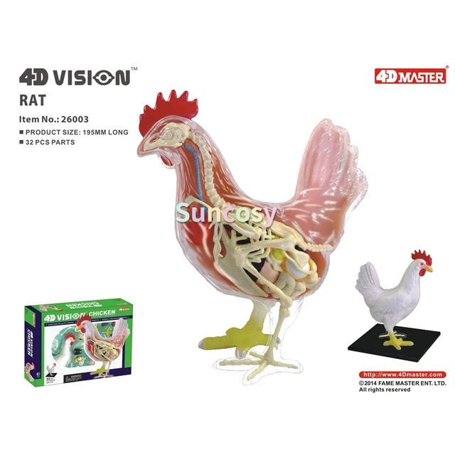 4d visionチキンの解剖学モデル,鶏の骨格,標本モデル,動物,自動教育 