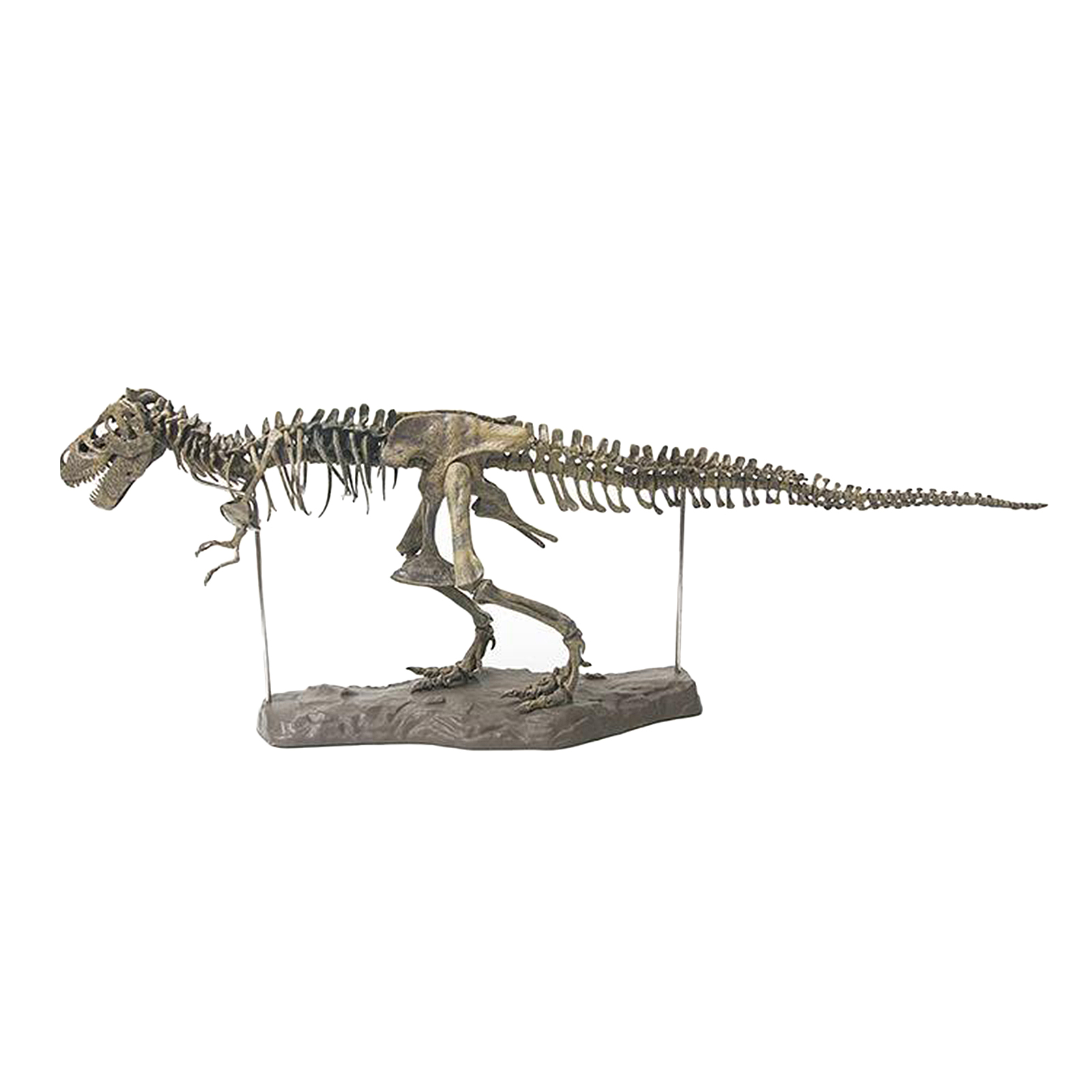 4D Dinosaur Skeleton Model Display Bones Skeletons Figurine Living Room Office Decor