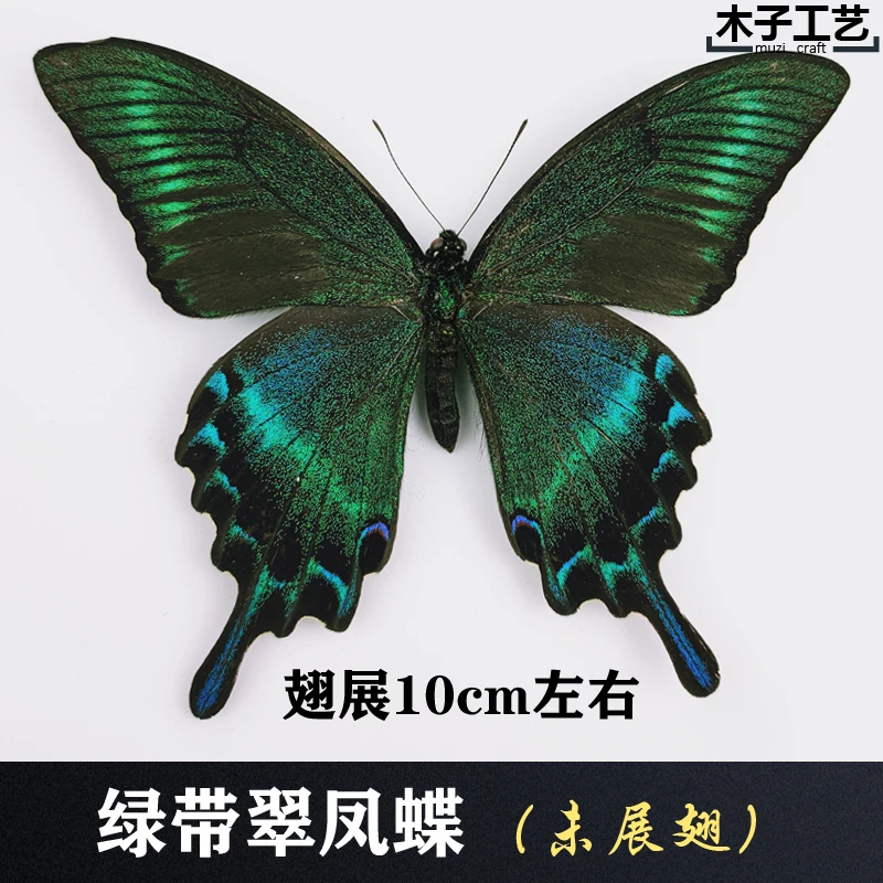 Real Butterfly Specimen Insect Specimen Teaching Specimen DIY Self-sealing Bags Optional Varieties  home accessories