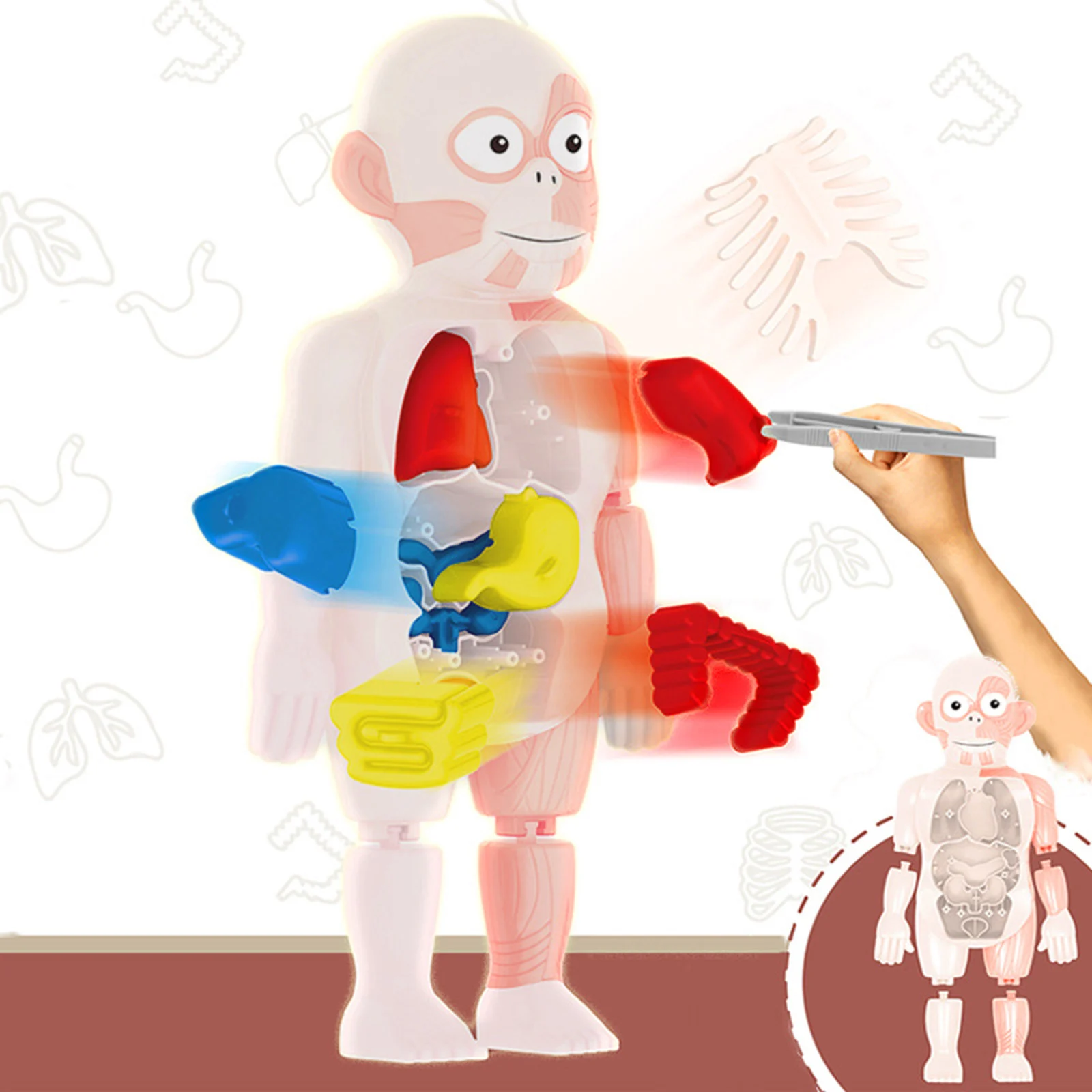3D Human Body Anatomy Toys Model Kits Plastic for Study Human Organs 9.5x6x24cm