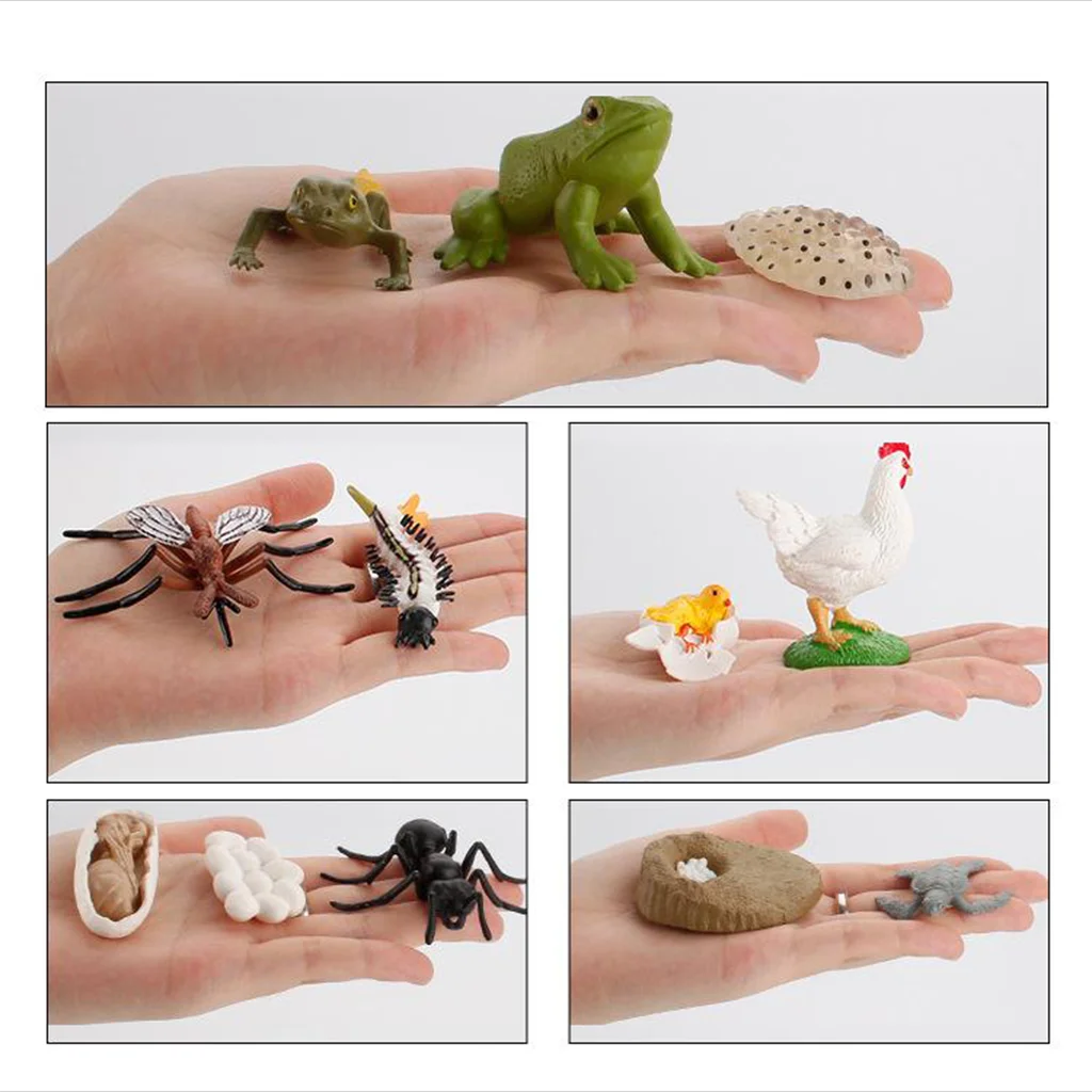Animal Model Insect Animal Growth Cycle Realistic Insects Figurines