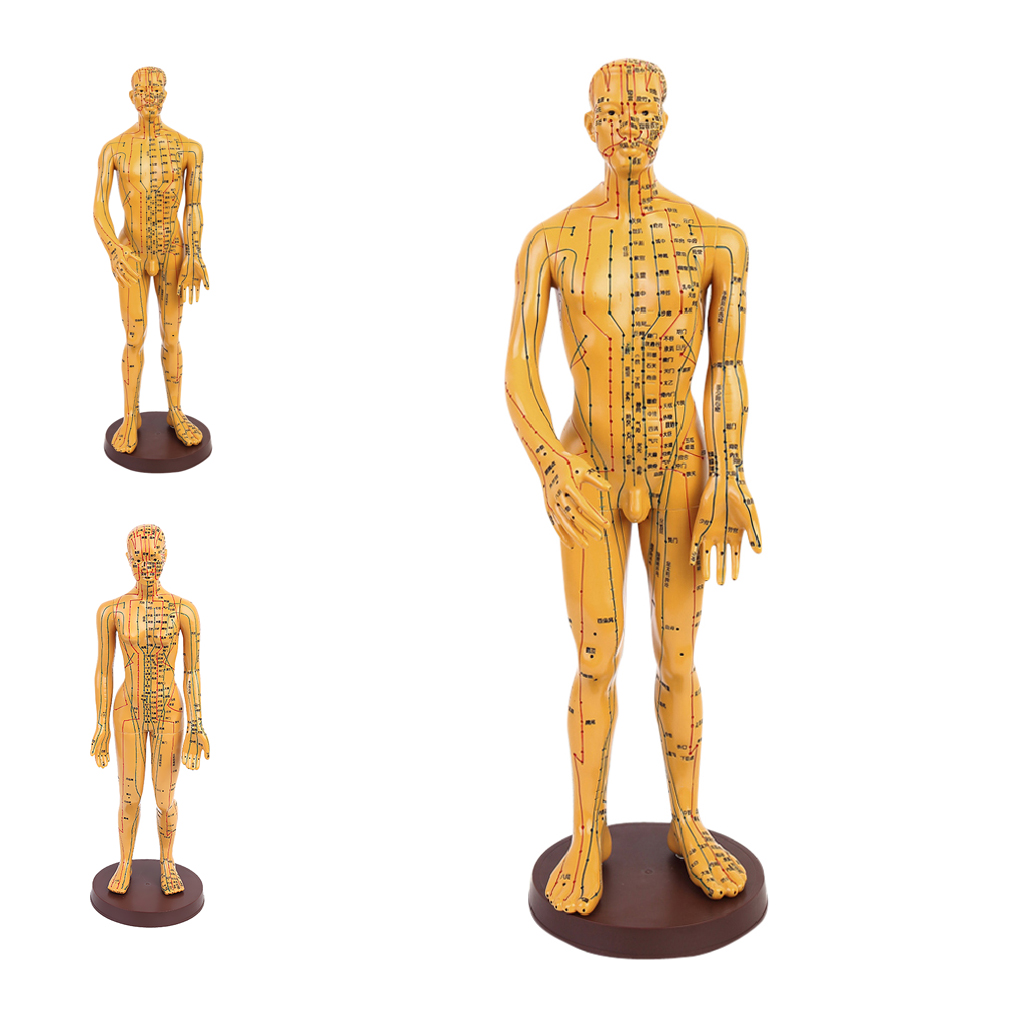 Model Of Human Man Marked With Acupuncture Points Meridian Display