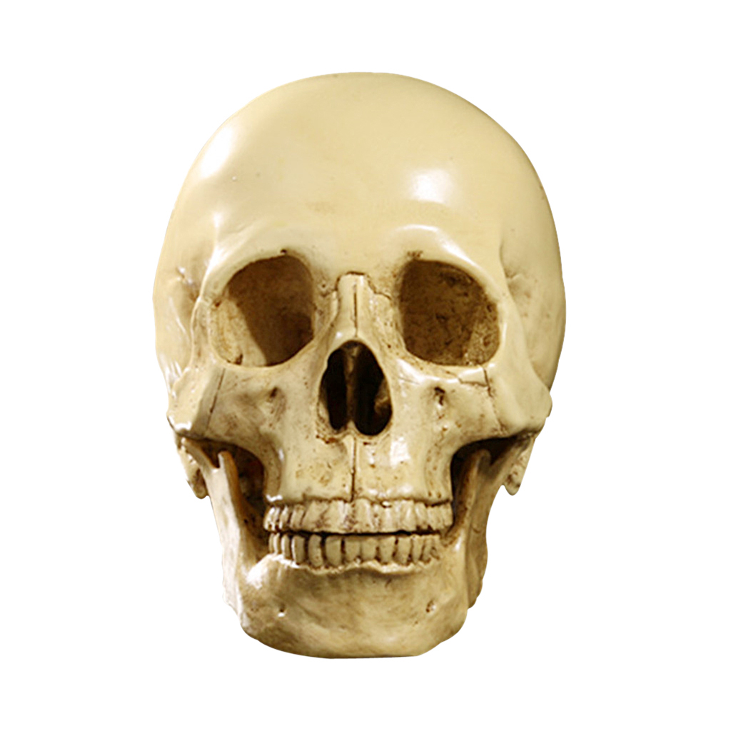 Human Skull - Realistic Resin Human Skull Model  - Great for Anatomical Tracing, Teaching, Halloween Party, Desk Decoration