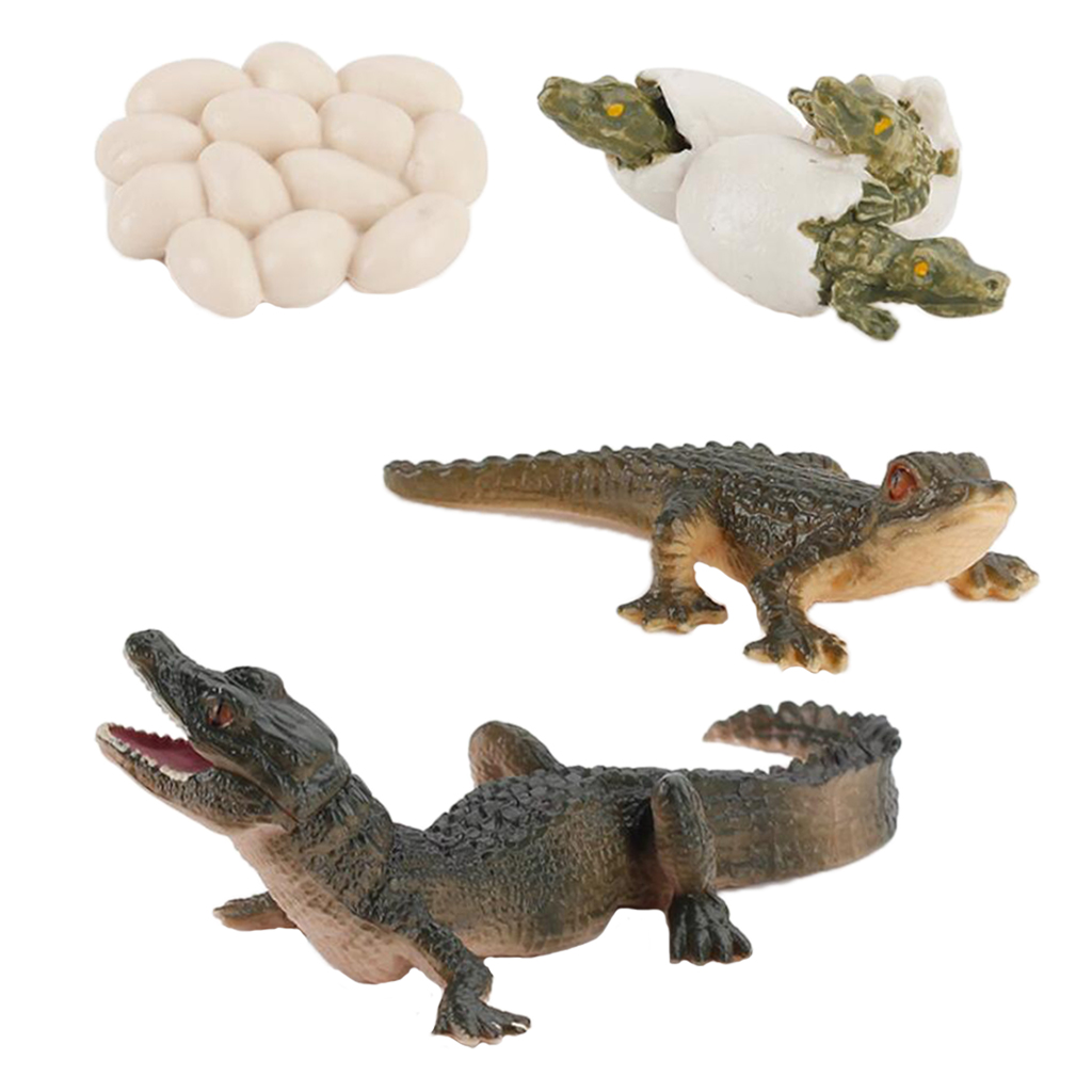 4pcs/lot Animals Growth Cycle Life Cycle Model Set Alligator Simulation Model Action Figures Toy for Children Learning Toys