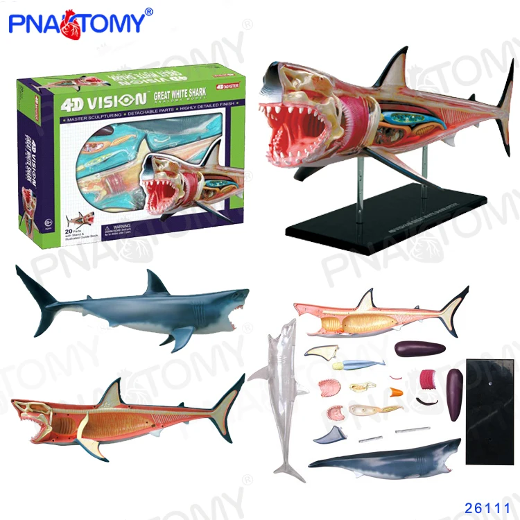 corpo marinho, animal, brinquedo anatômico do mar para crianças