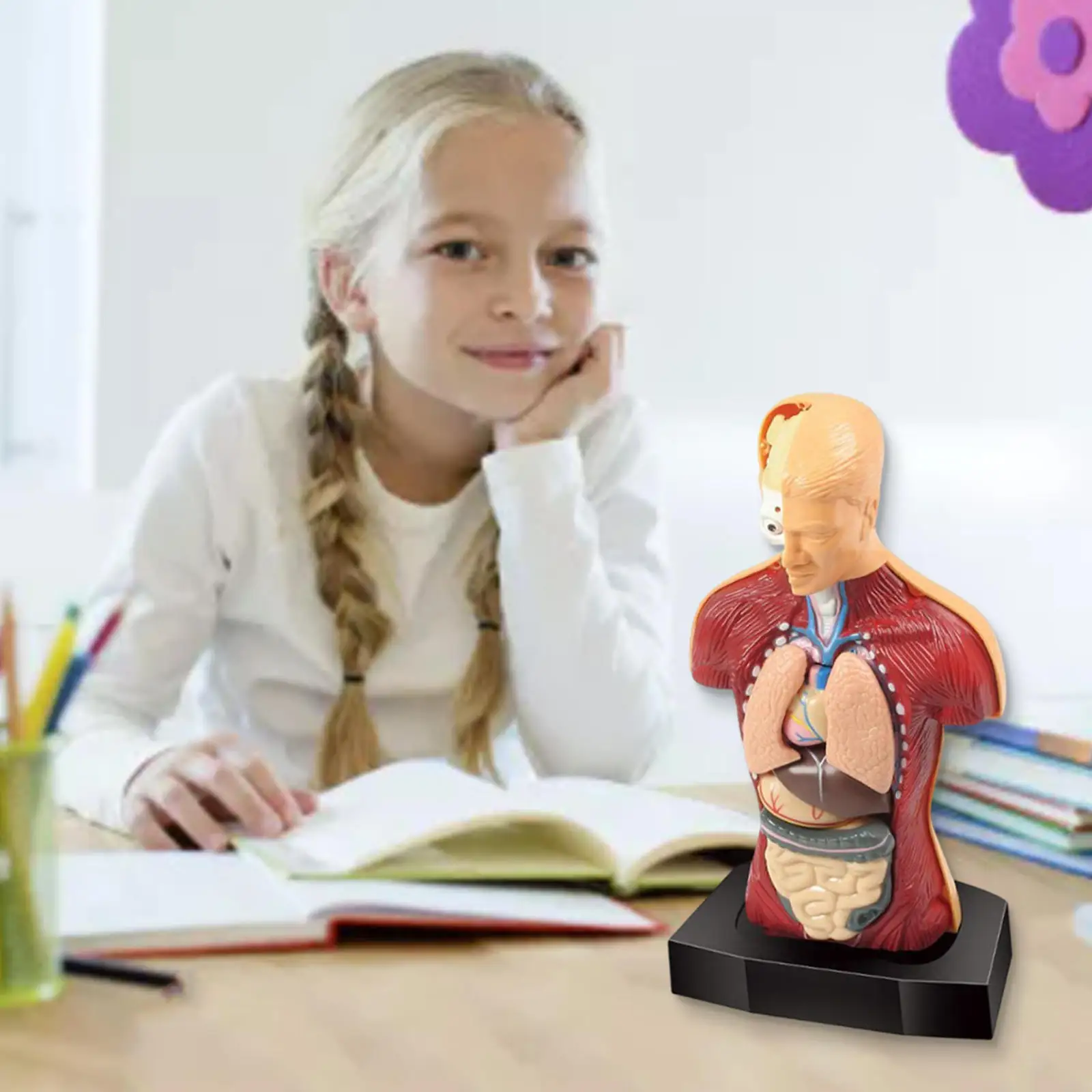 Realistic Human Body Torso Model Demonstration 3D Set Anatomy Parts Science Kits Organ Display Internal Organs Toys for Teaching
