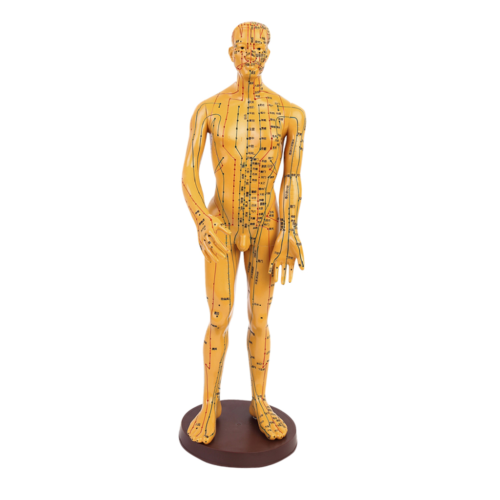 Model Of Human Man Marked With Acupuncture Points Meridian Display