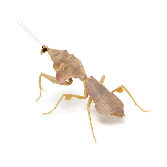 bandai livro biográfico genuíno mantis série gashapon brinquedos tipo simulação inseto modelo montado figura de ação modelo brinquedos