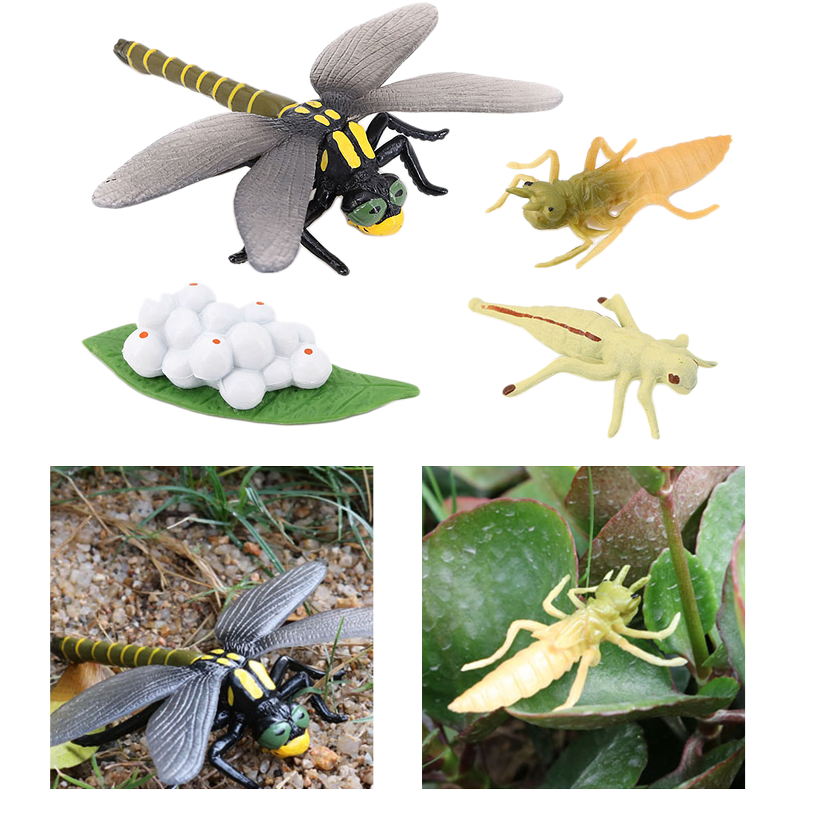 4 Stages Life Cycle of Dragonfly Nature Insects Life Cycles Growth Model Game Prop Insect Animal Natural Toy