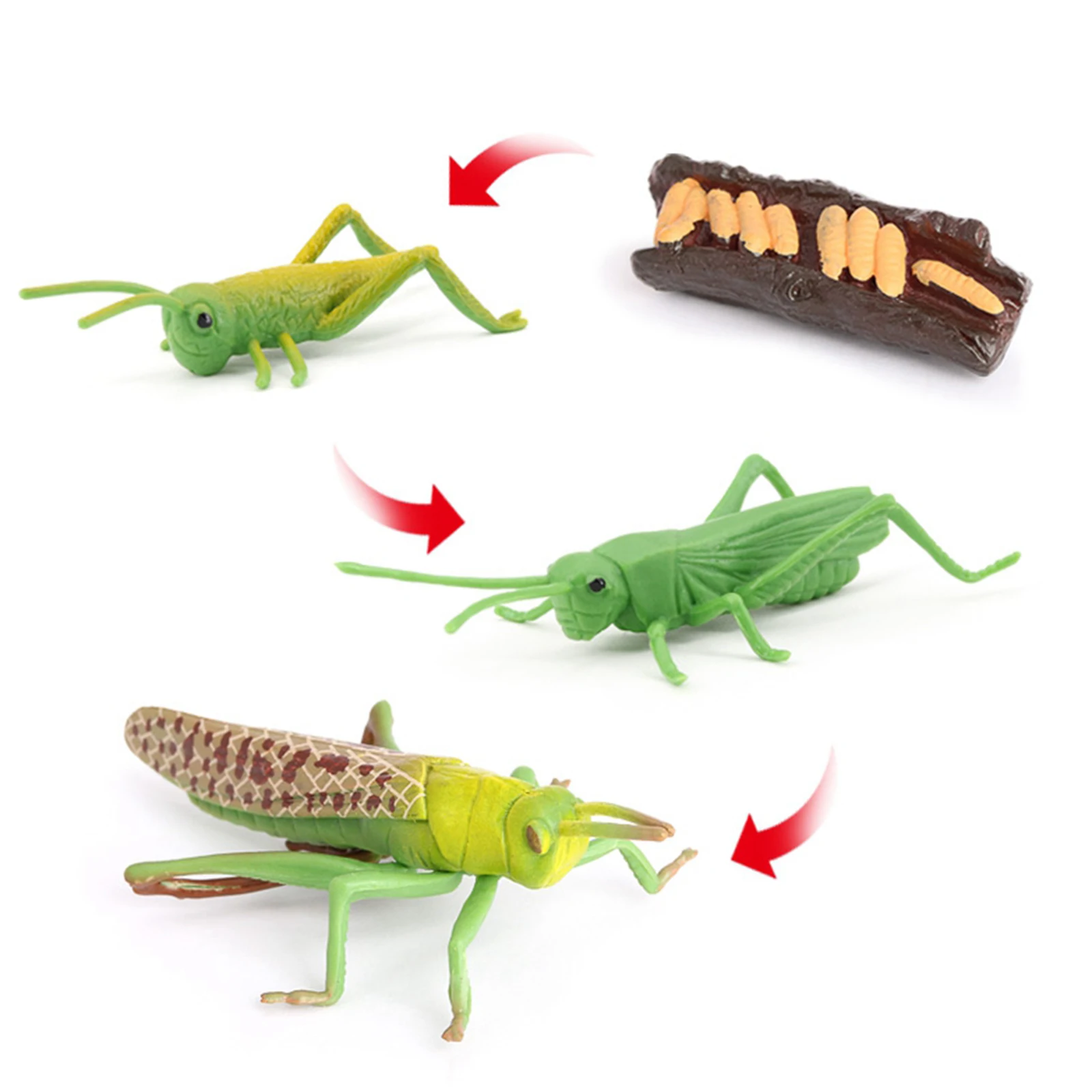 Plastic Simulation Nature Grasshopper Growth Figure Playset Education Imagination Biology Toys Teaching Aids Themed Party