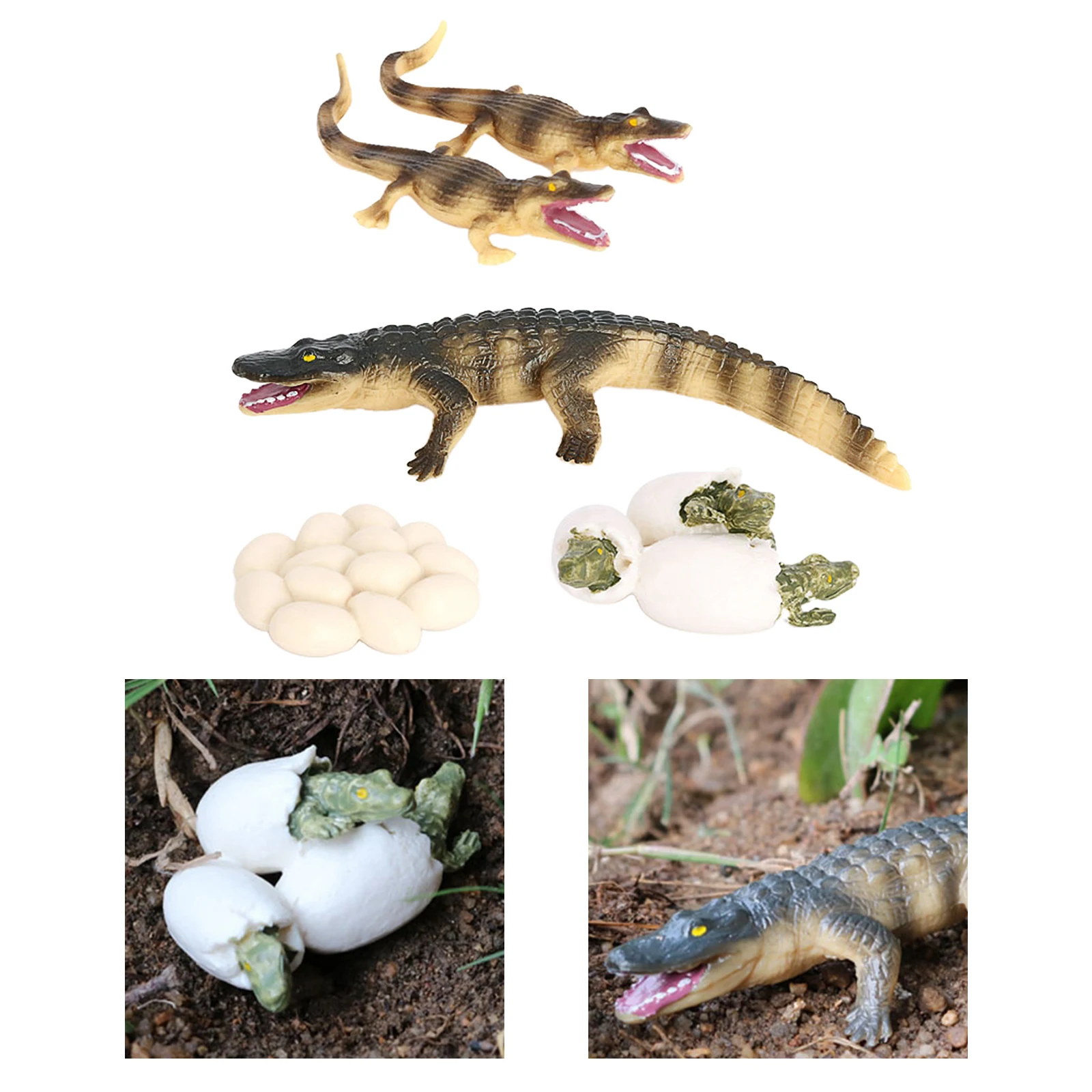 Ciclo de Vida de 4 etapas de cocodrilo, modelo de crecimiento de insectos  naturales, juguete Natural, accesorio de juego|Biología| - AliExpress