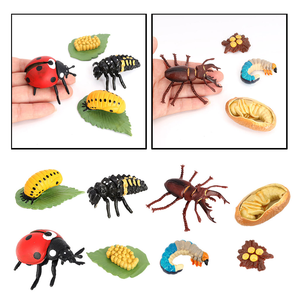 Life Cycle of A Insect - Includes Egg, Larva, , And Insect Educational