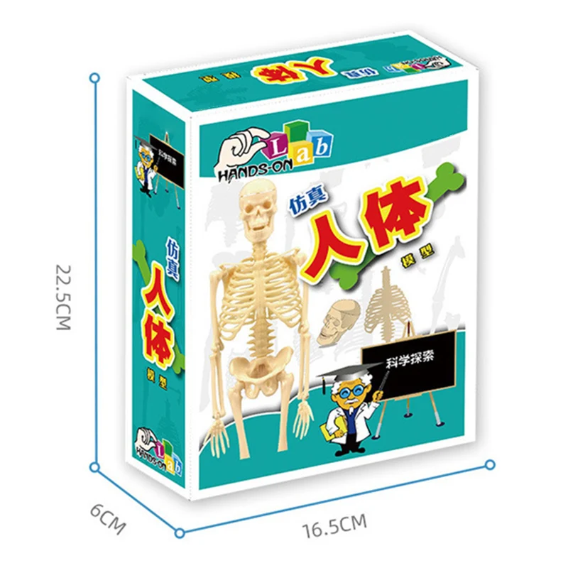 esqueleto humano, modelo anatômico, recursos de ensino médico, 15pcs
