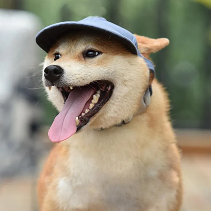 Un perro Shiba Inu con una gorra azul. El perro parece feliz y jadea con la lengua fuera. El fondo está borroso, pero parece que el perro podría estar al aire libre, posiblemente en un parque o jardín.