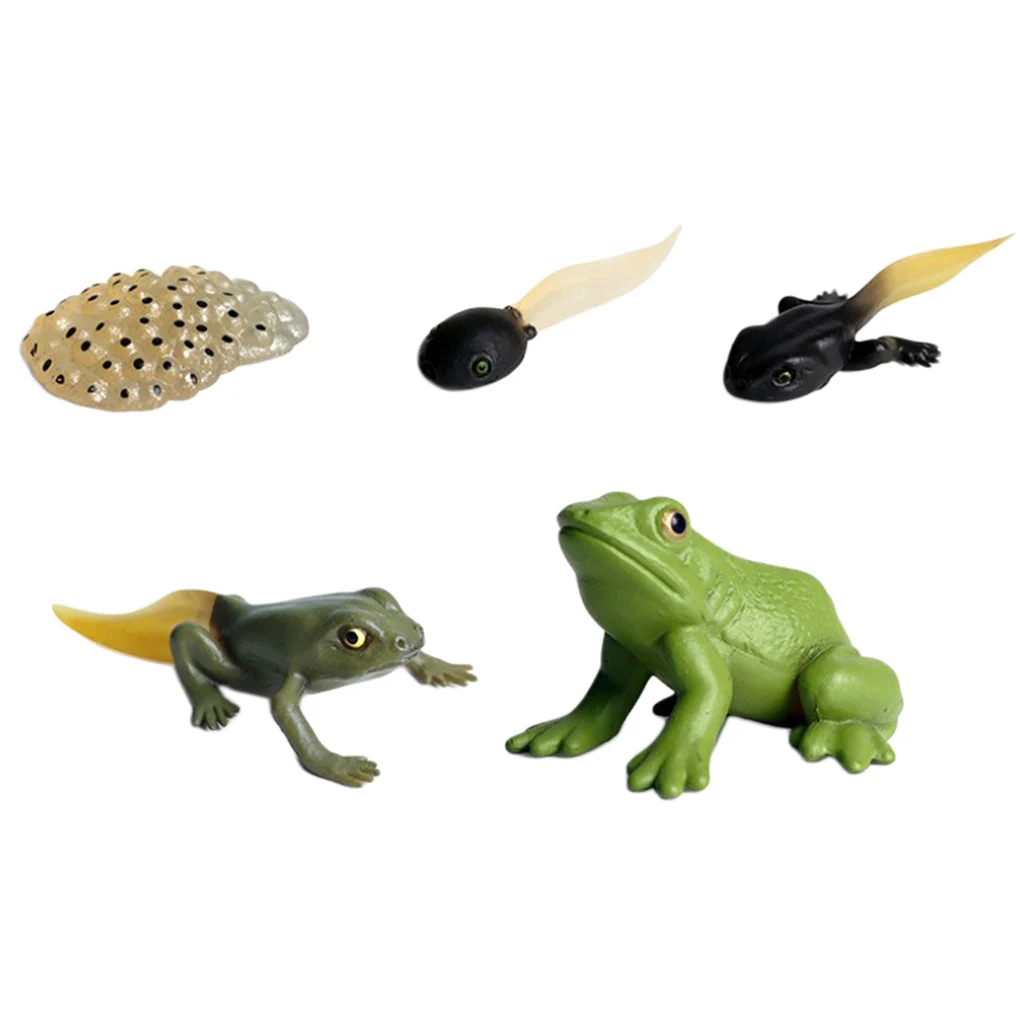 Learning Realistic Frog Growth Process Figures Toy Set Models Play Set