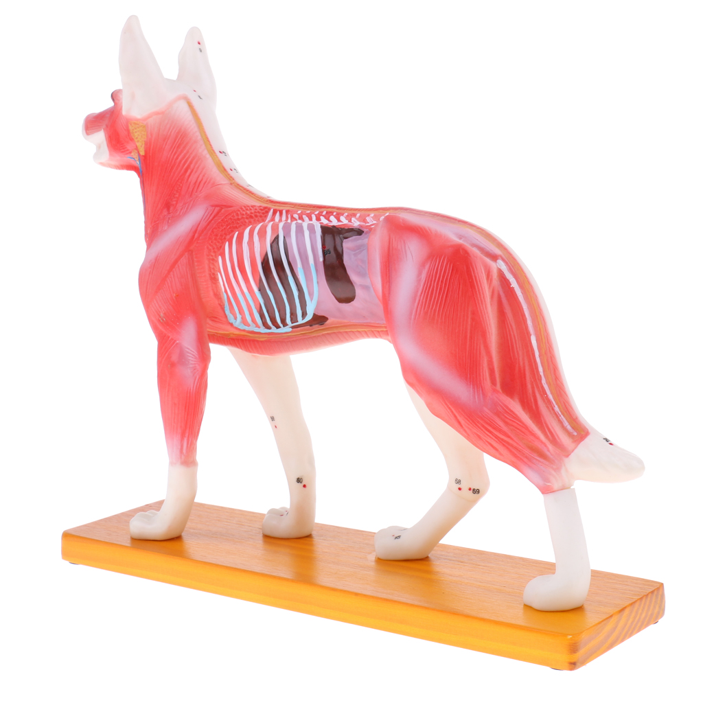 4D Vision Dog Anatomy Model, Life Size 72 Acupuncture Points Cat Skeleton Anatomical Model with Base, Lab Supplies