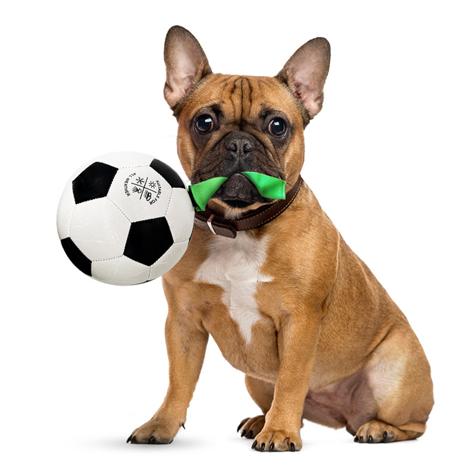 Dog Soccer Exercise Interactive Ball with Grab Tab Easy Grip Lawn Lake Swim Pool Beach Pet Puppy Football Training Toys
