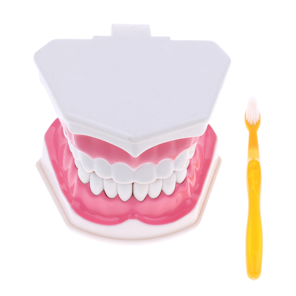 2X Large PVC Human Teeth Model with Removable Lower Teeth Teeth for Classroom Lab School Teaching Tools Student Learning Toy