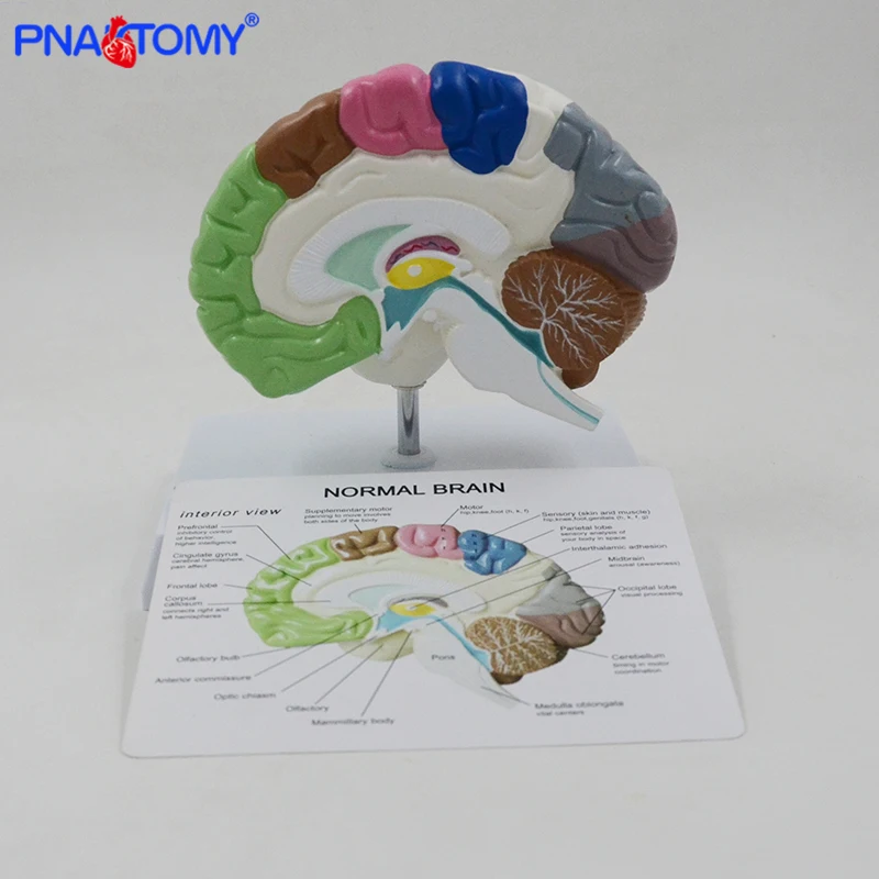 base colorido anatômico cérebro modelo ferramenta médica uso de ensino