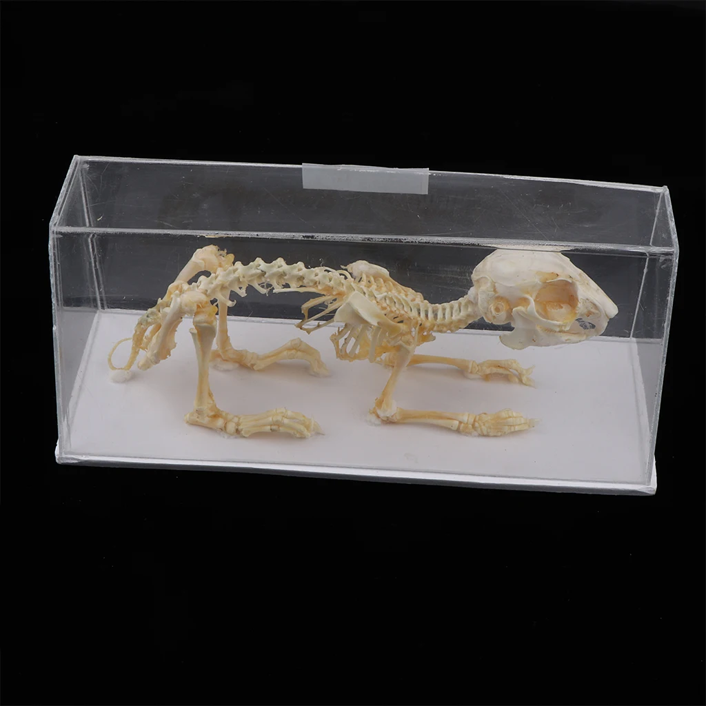 Animal Specimen Frog Skeleton Collection Biology Kids School Educational Toy 