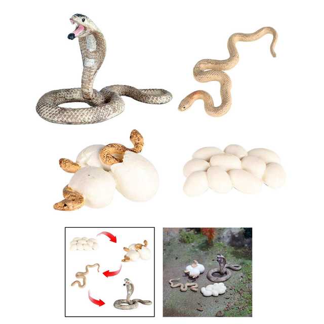  Growth Life Cycle Early Education Learning Imagination Toys Role Play