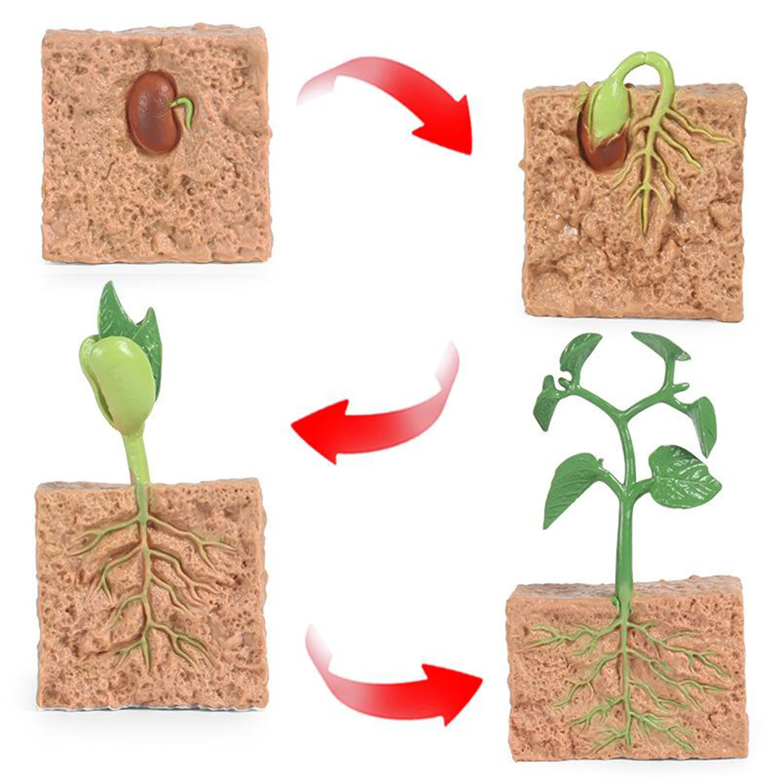 Kids Plant Soybeans Seeds Growth Life Cycle Model Biology Toys Child Education 