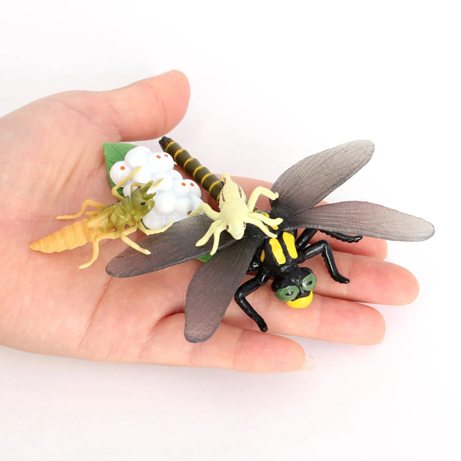 Dragonfly Life Cycle Solid Plastic Toy Animal Bug Growth Cycle Teaching Aid 
