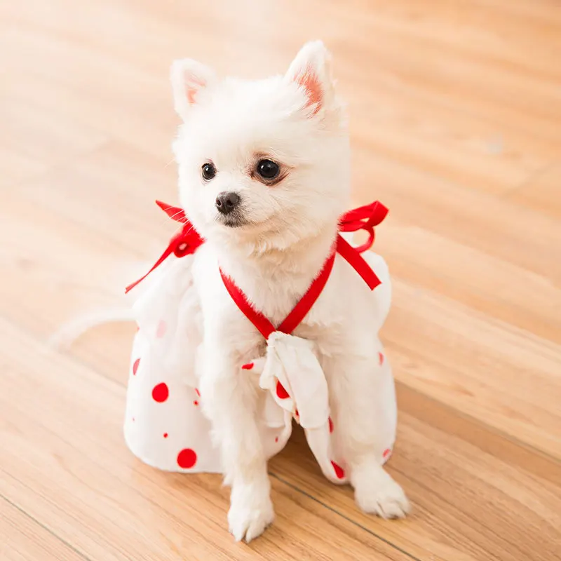 Un pequeño perro blanco, posiblemente un Bichon Frise o una raza similar, vestido con un traje de lunares rojos y blancos. El perro lleva una pajarita roja y un collar rojo con un lazo en el cuello. Parece estar sentado sobre un suelo de madera.