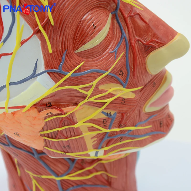 Cabeça Humana com Músculo e Vaso Sanguíneo